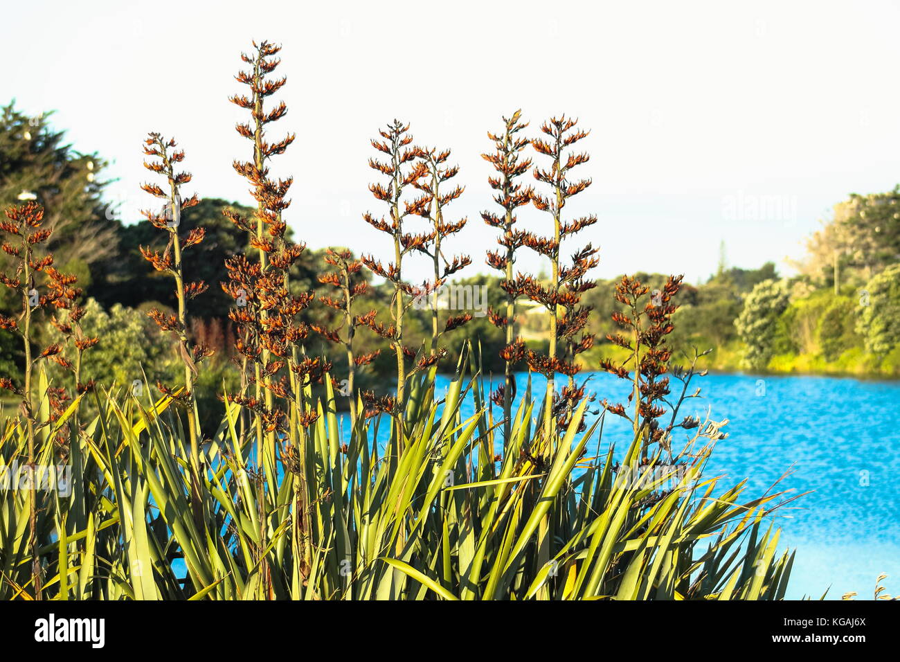 Native New Zealand Flax bush in flower (phormium tenax) beside a lagoon in Waikanae on the