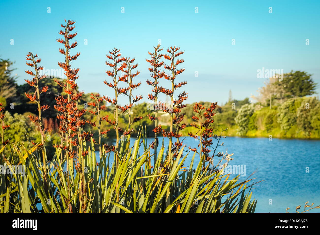 Native New Zealand Flax bush in flower (phormium tenax) beside a lagoon in Waikanae on the