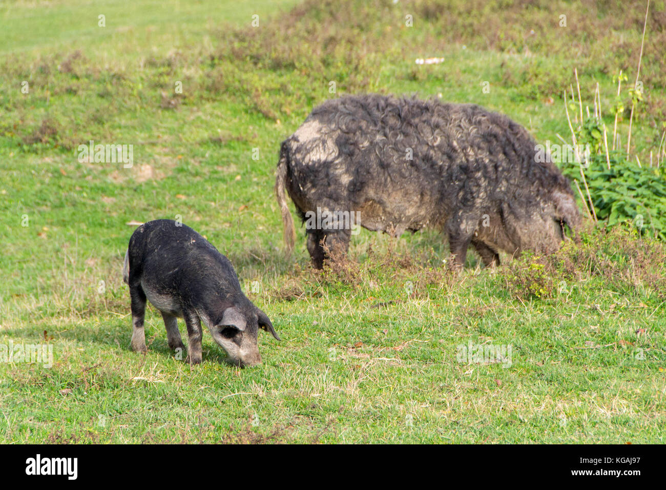 Pigs mating hires stock photography and images Alamy