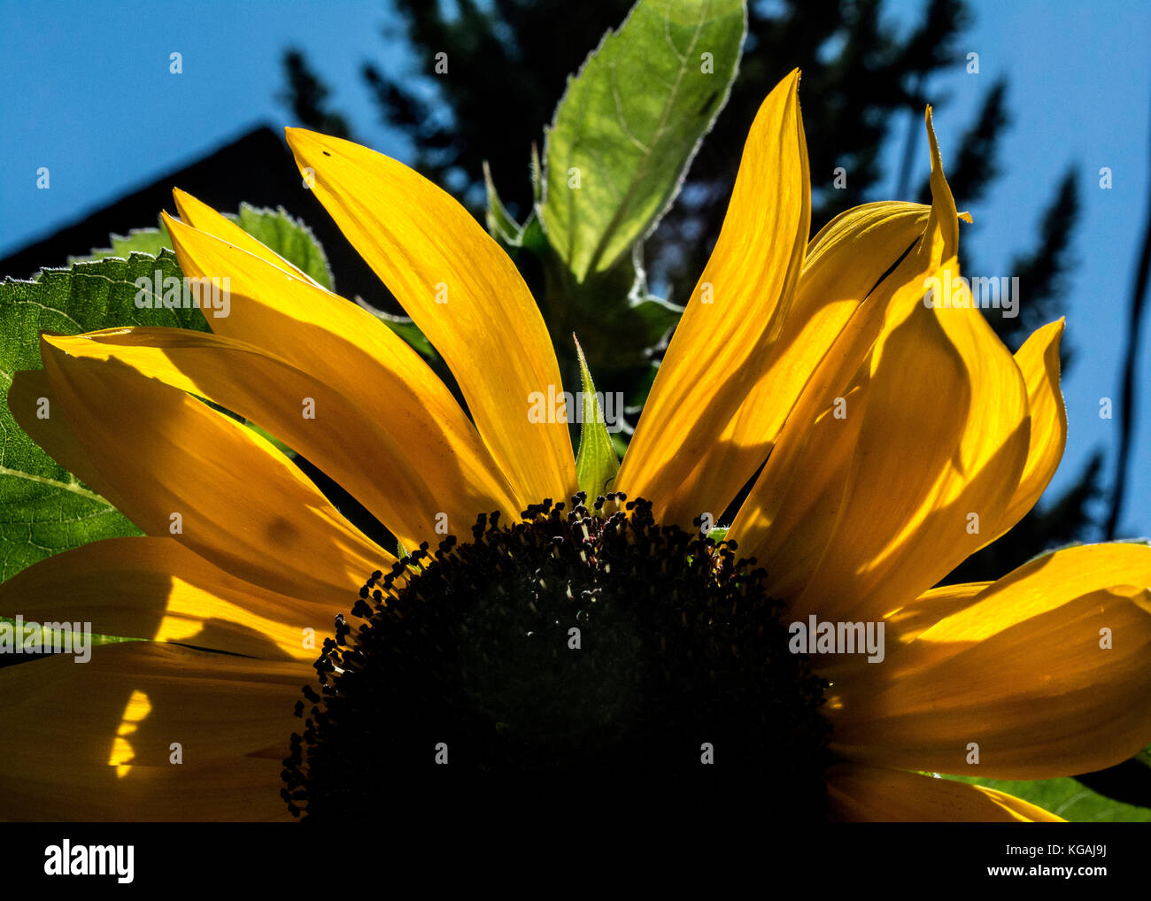 Sunlit golden petals hires stock photography and images Alamy