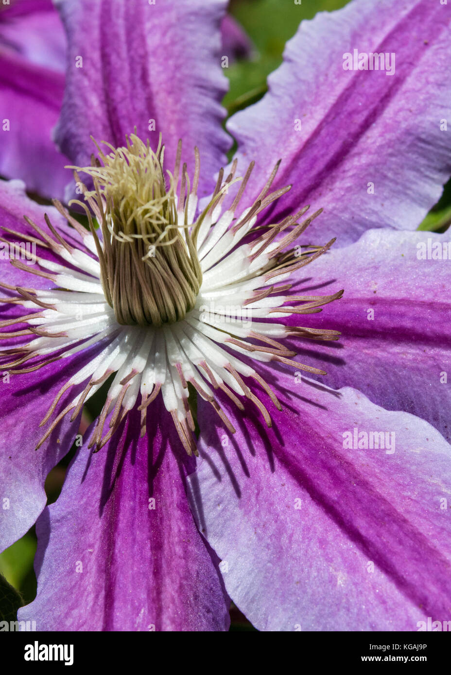 Summer sun on large pink and lavender clematis flower, a climbing vine in Seattle, Washington Stock Photo