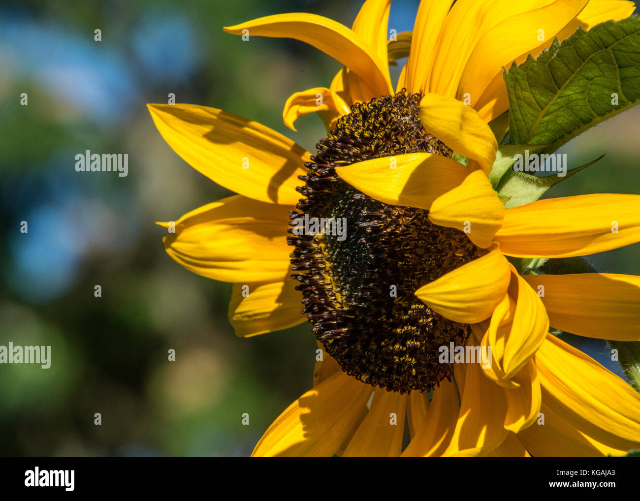 Sunlit sunflower hires stock photography and images Alamy