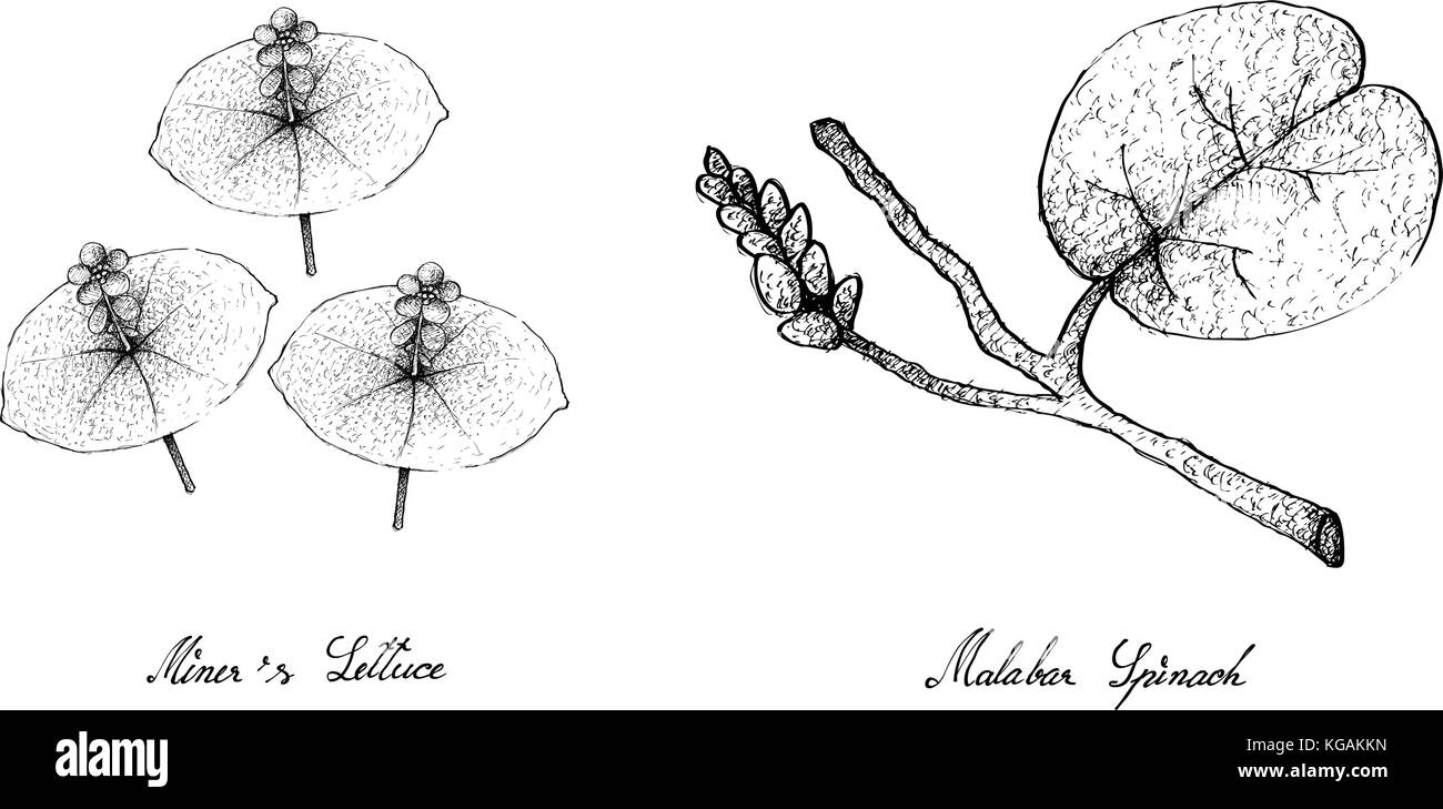 Vegetable Salad, Illustration of Hand Drawn Sketch Delicious Fresh Green Miner's Lettuce and Malabar Spinach Plants Isolated on White Background. Stock Vector
