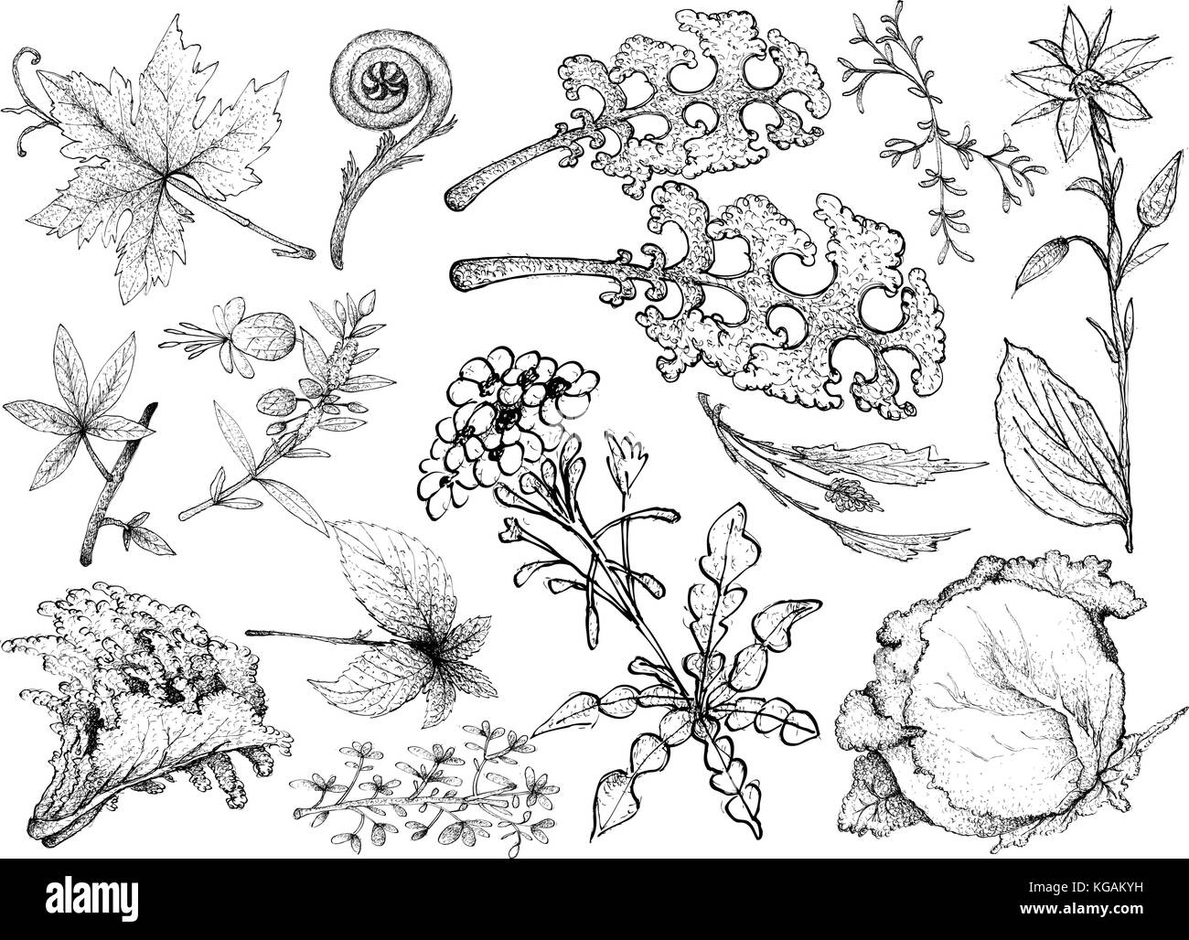 Vegetable Salad, Illustration of Hand Drawn Sketch Delicious Fresh Green Leafy and Salad Vegetable Isolated on White Background. Stock Vector