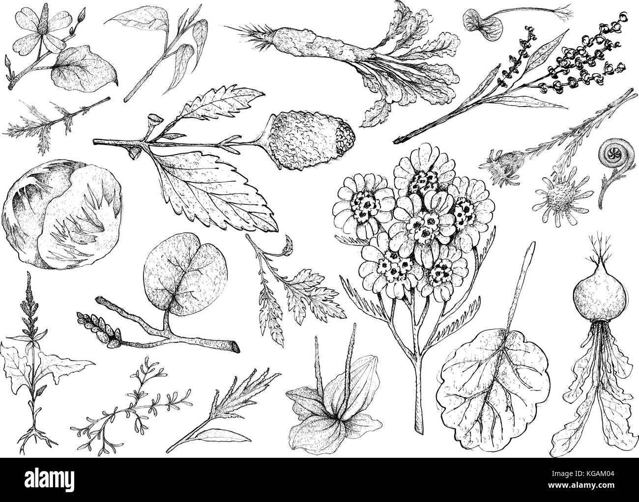 Vegetable Salad, Illustration of Hand Drawn Sketch Delicious Fresh Green Leafy and Salad Vegetable Isolated on White Background. Stock Vector