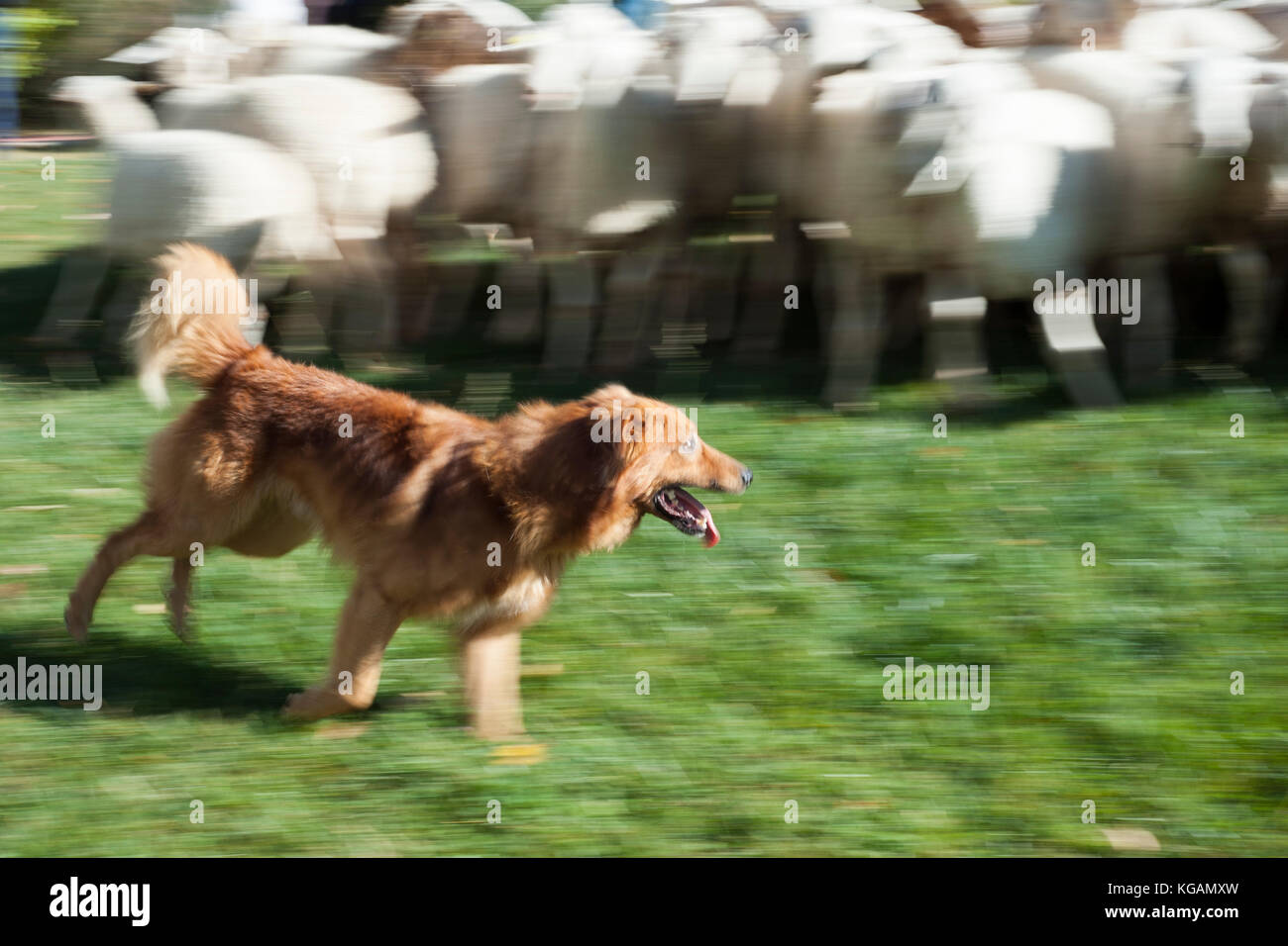 shepherd dog with flock Stock Photo