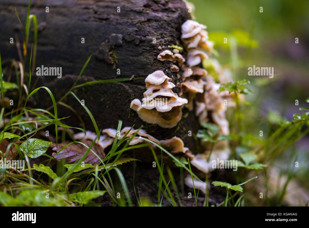 Parasite mushroom colony growing on a tree stump Stock Photo
