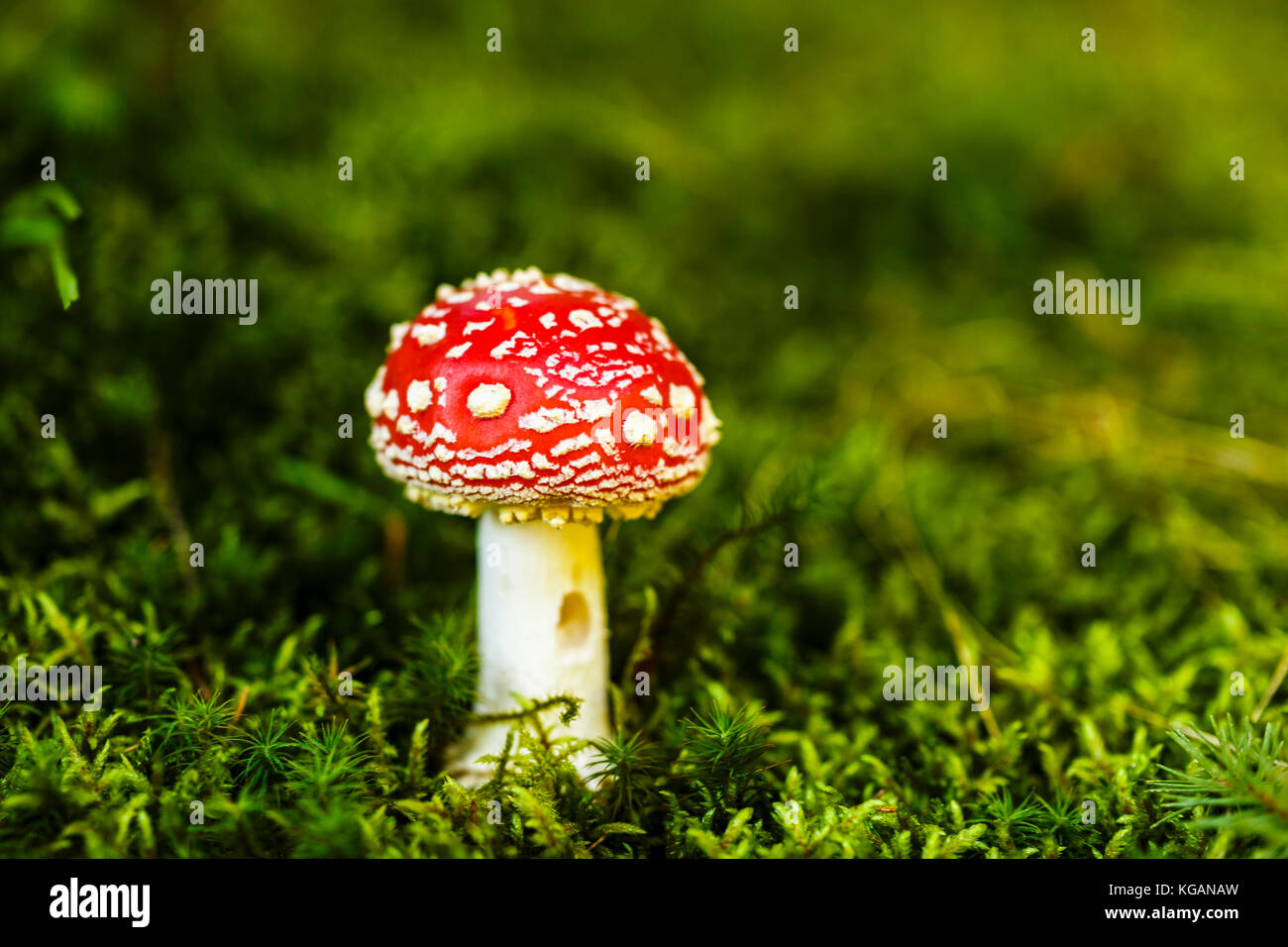 Toxic and hallucinogen mushroom Amanita muscaria in closeup Stock Photo