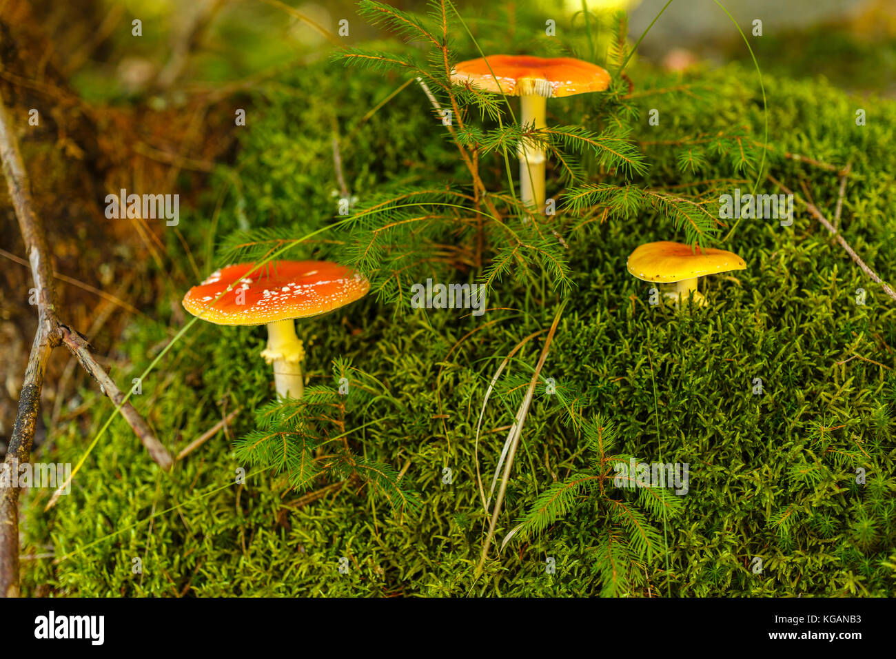 Toxic and hallucinogen mushroom Amanita muscaria in closeup Stock Photo