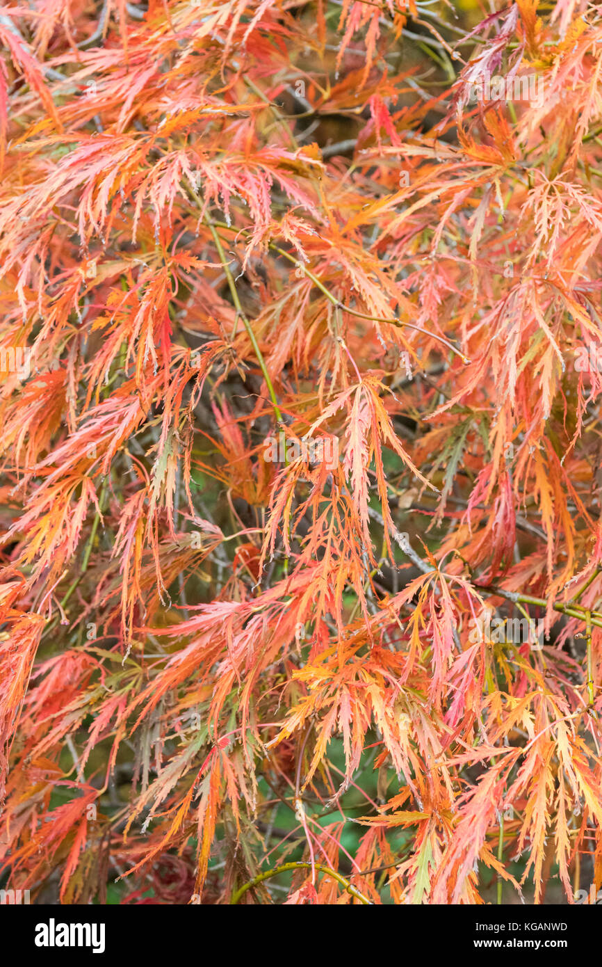 Acer Palmatum Dissectum Ornatum - close up of delicate leaves in autumn Stock Photo
