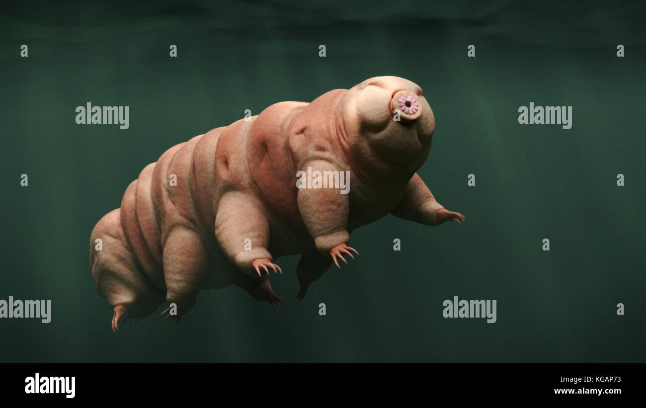tardigrade, swimming water bear Stock Photo
