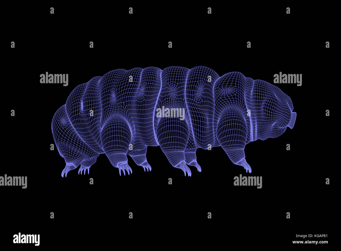 tardigrade, water bear 3d wireframe rendering on black background Stock Photo