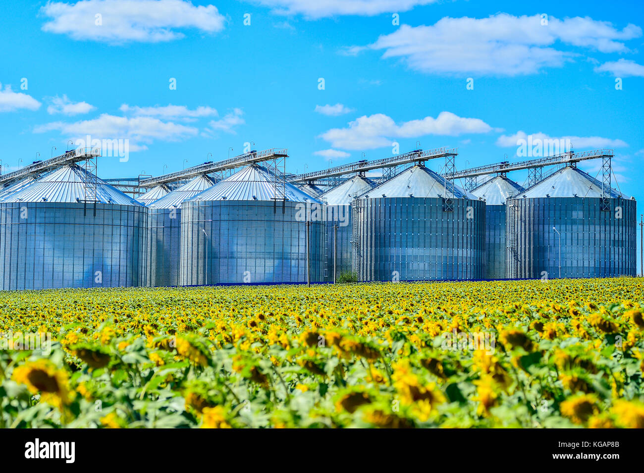 Sunflower oil ukraine hires stock photography and images Alamy