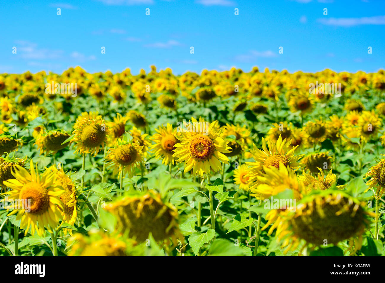 Summer landscape with a field of blooming sunflowers Stock Photo - Alamy
