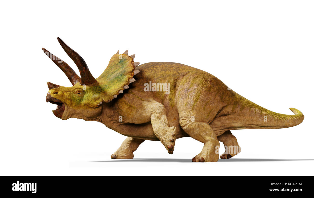 Triceratops horridus dinosaur (3d illustration isolated with shadow on white background) Stock Photo