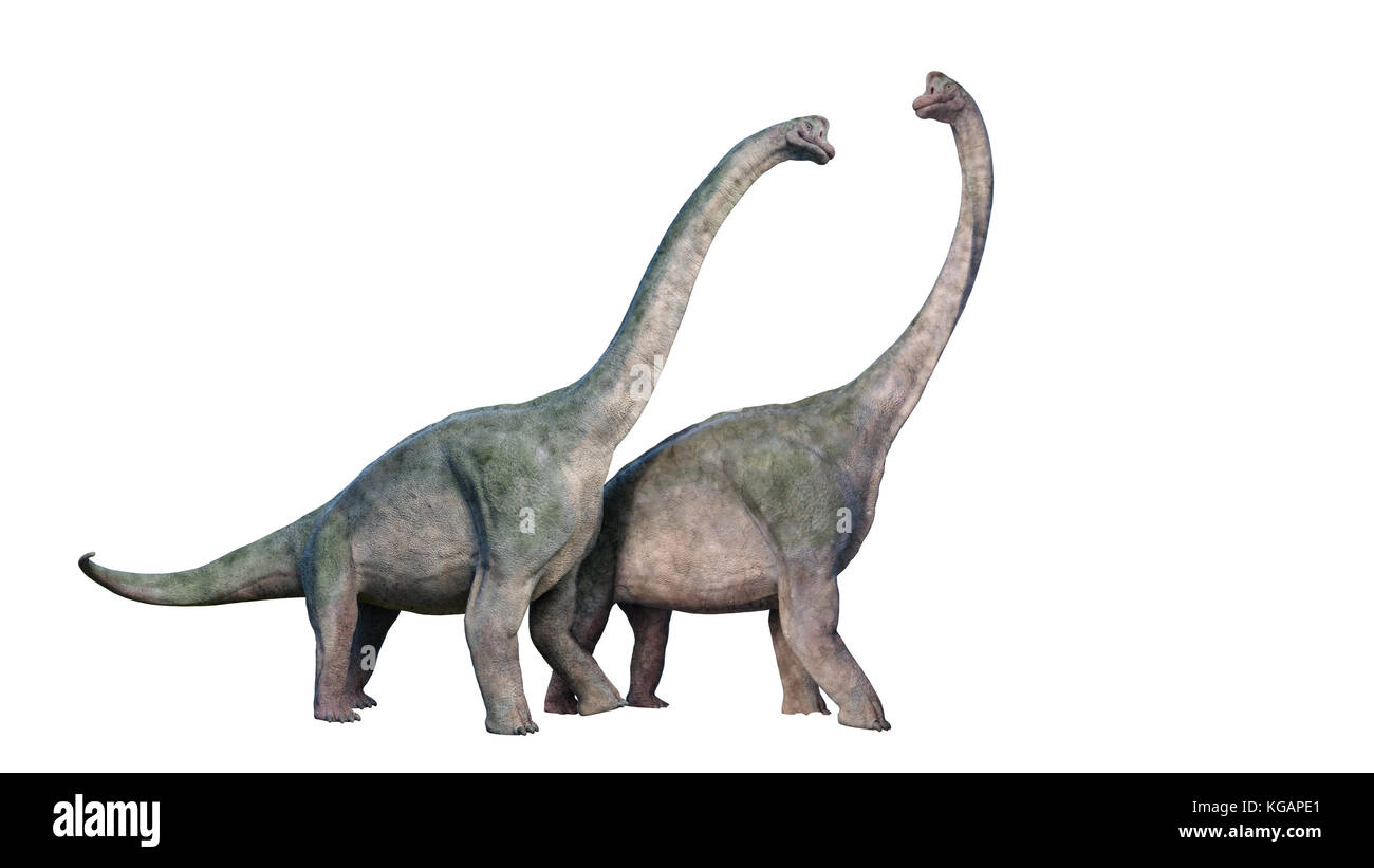Brachiosaurus altithorax couple Stock Photo