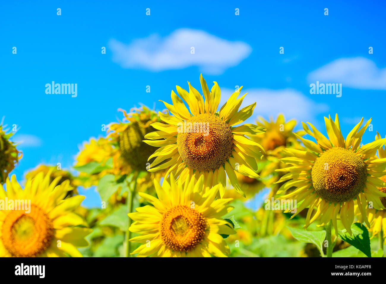 Summer landscape with a field of blooming sunflowers Stock Photo - Alamy