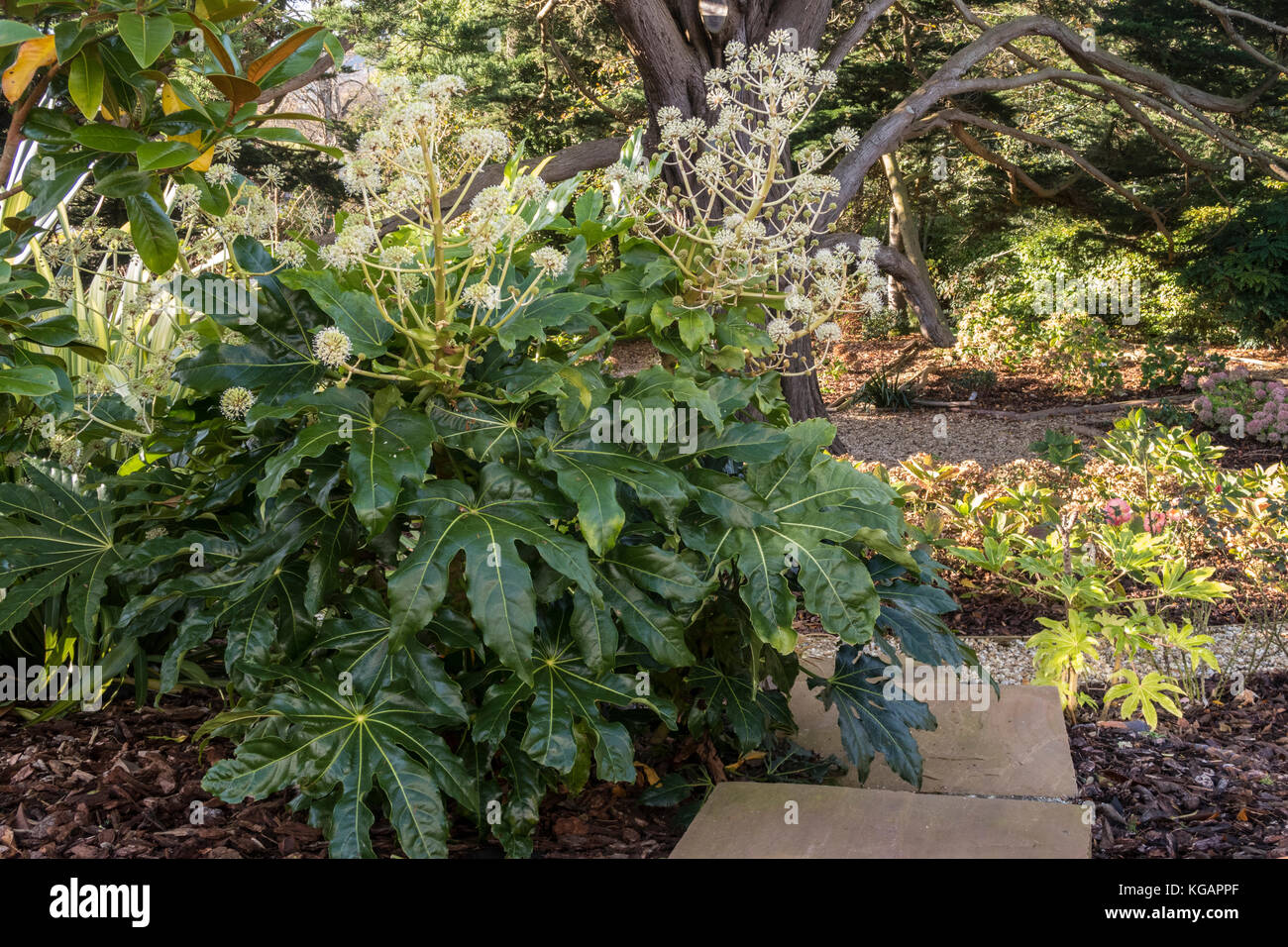 Fatsia Japonica in full flower, November 2017 in a Devon garden, softening the edges of a set of stone steps. Stock Photo