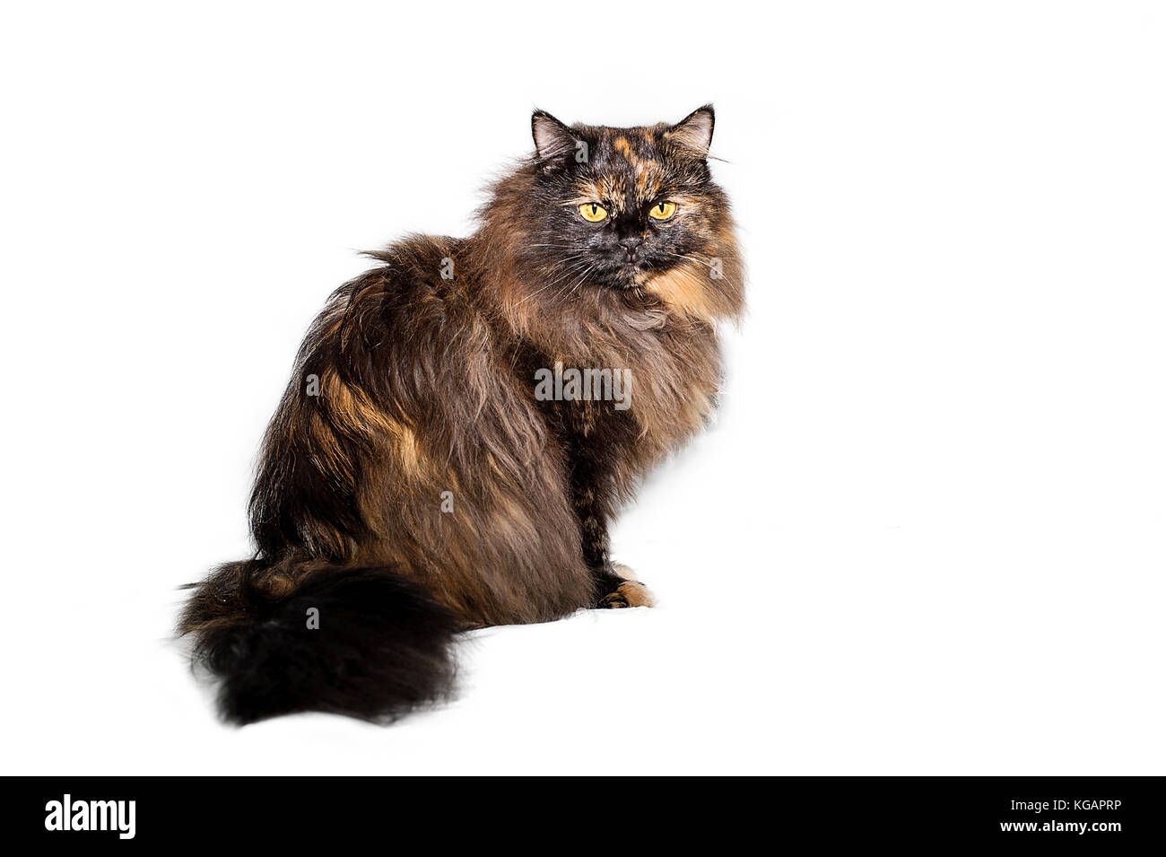 Fluffy black-haired cat sitting and looking sadly isolated on white background. Stock Photo