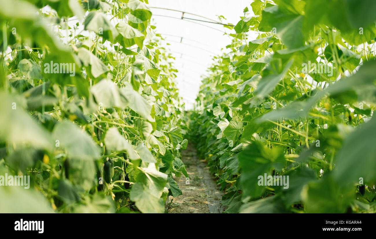 Picture of row of growing plants in hothouse Stock Photo