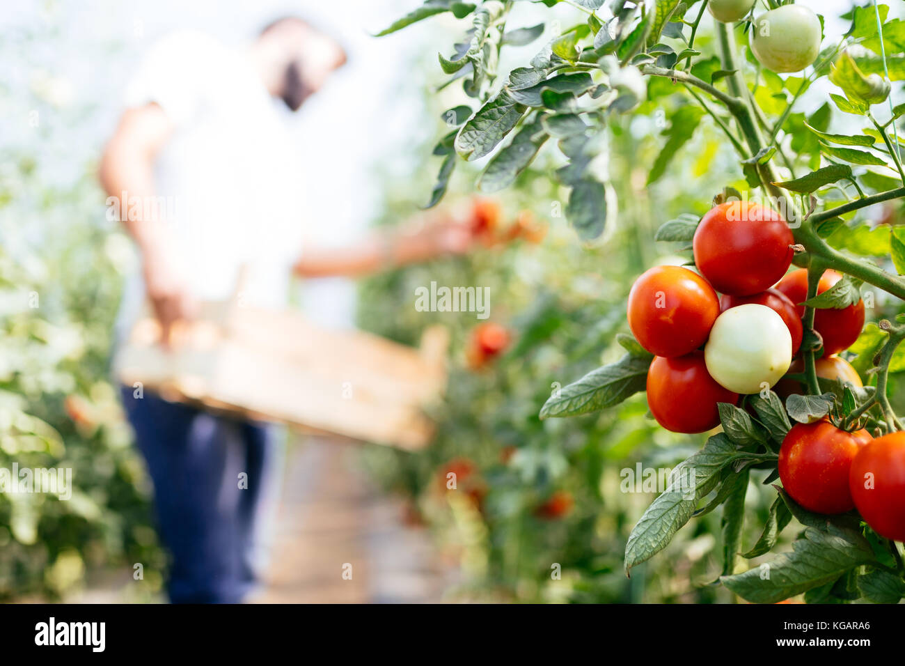 Male farmer picking fresh tomatoes from his hothouse garden Stock Photo ...