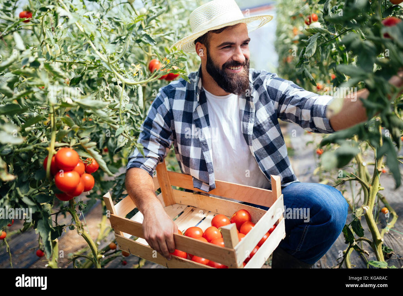 Male farmer picking fresh tomatoes from his hothouse garden Stock Photo ...
