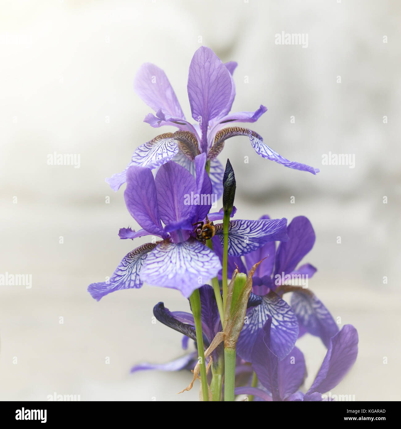 Fleurdelis flower in a garden Stock Photo Alamy