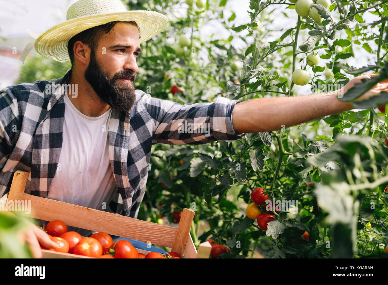Male farmer picking fresh tomatoes from his hothouse garden Stock Photo ...
