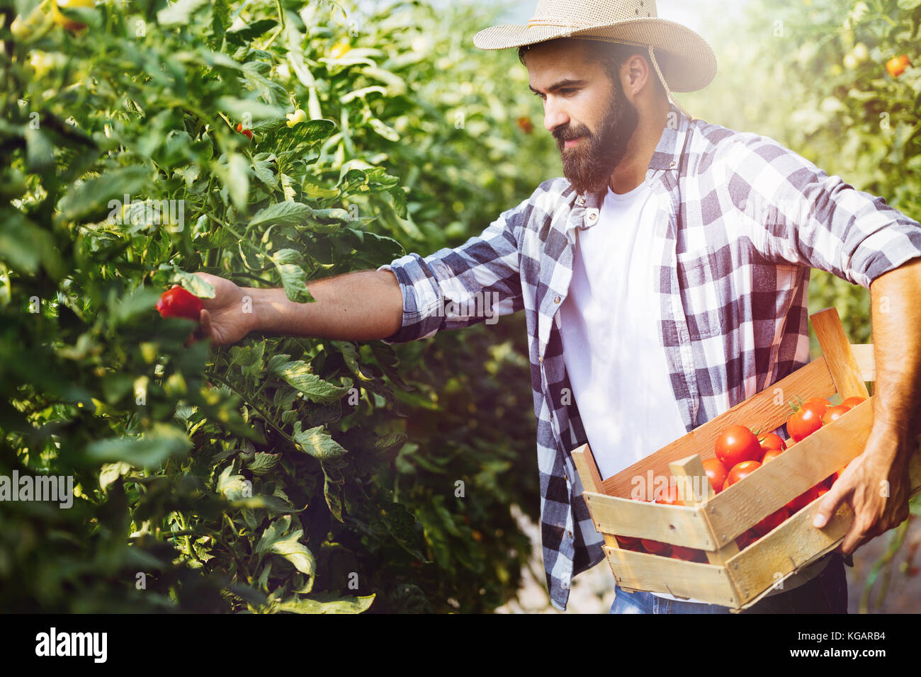 Male farmer picking fresh tomatoes from his hothouse garden Stock Photo ...