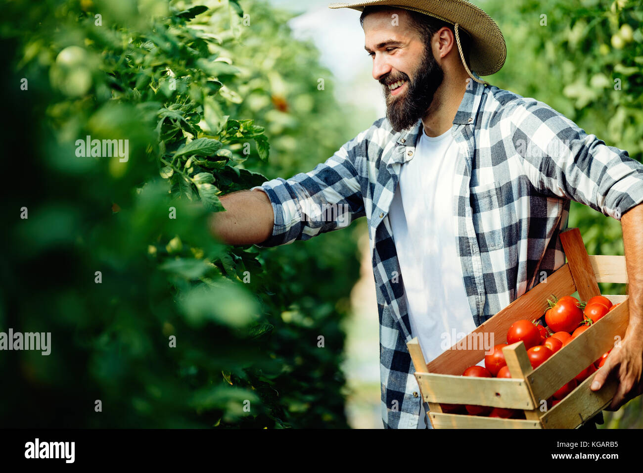 Male farmer picking fresh tomatoes from his hothouse garden Stock Photo ...