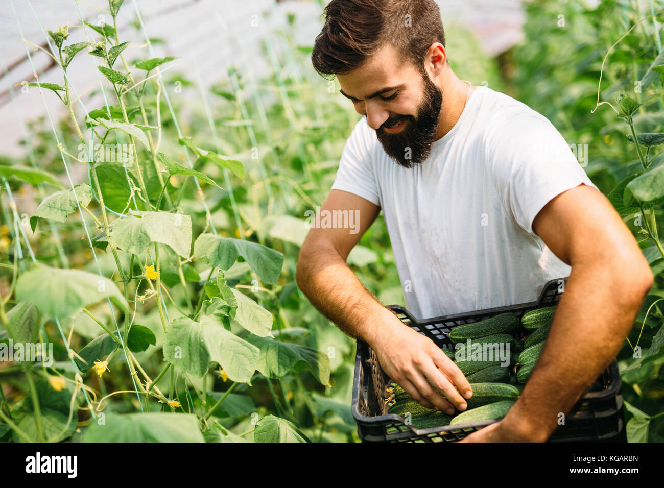 Male farmer picking fresh cucumbers from his hothouse garden Stock Photo