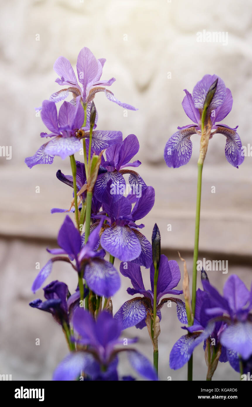 Fleur-de-lis flower in a garden Stock Photo - Alamy