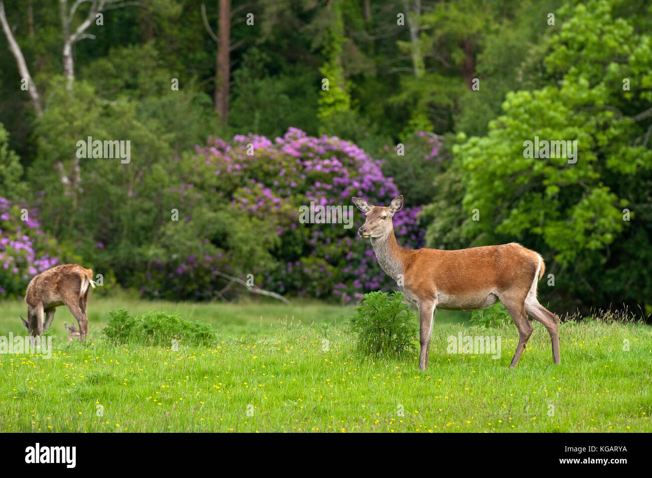 Red Deer Cervus Elaphus Killarney National Park County Kerry red-deer-cervus-elaphus-killarney-national-park-county-kerry