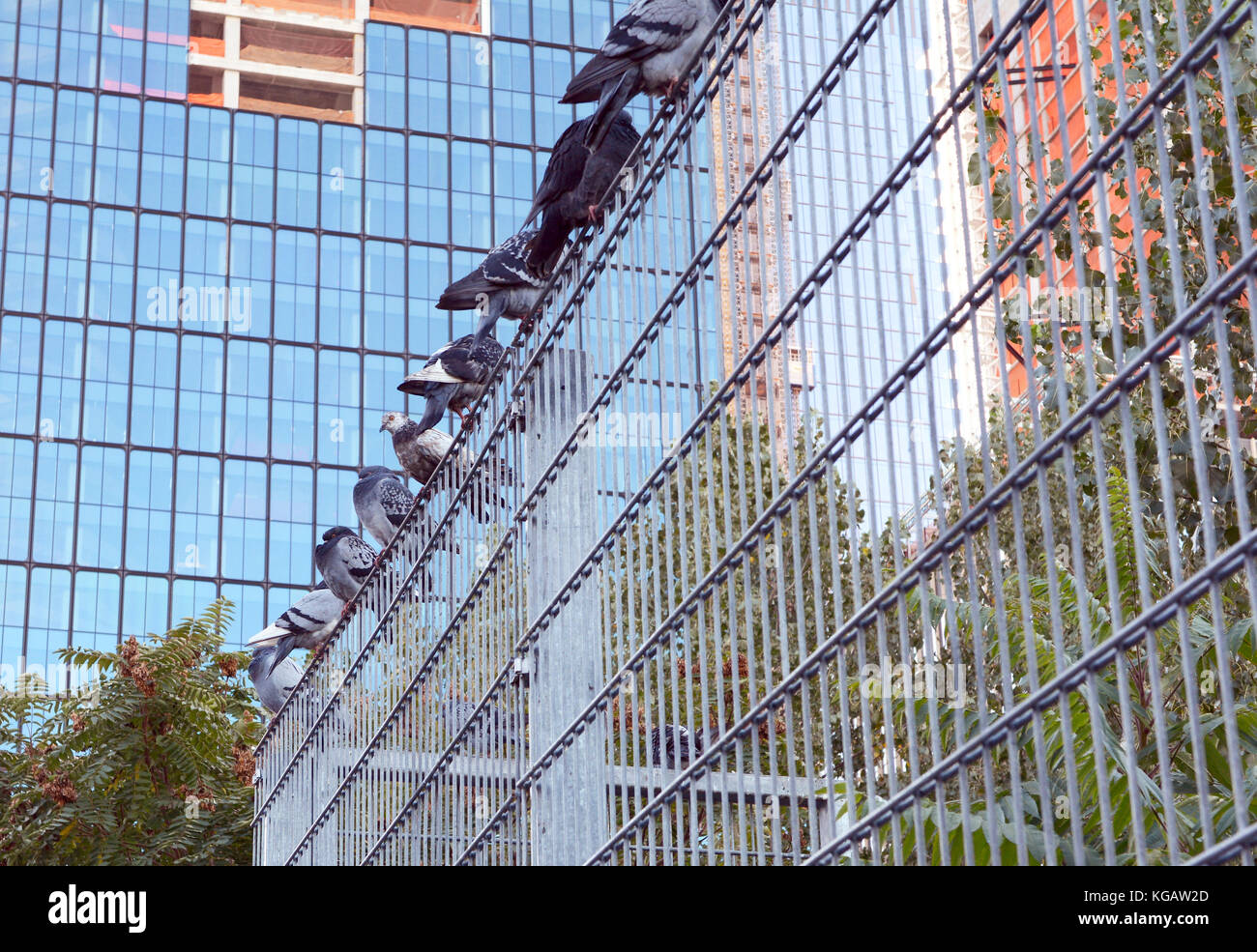 Row of nine pigeons roosting on a metal security fence in Manhattan, New York City. One bird remains alert and awake, while others sleep. Stock Photo