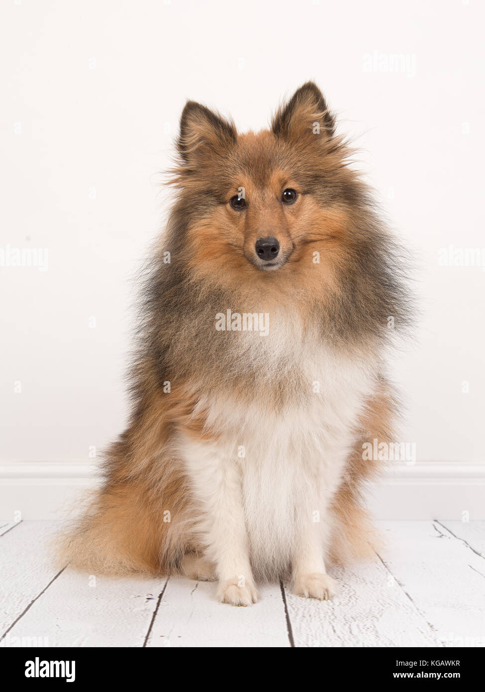 Sitting shetland sheepdog or sheltie seen from the front facing the camera in a white living room interior Stock Photo