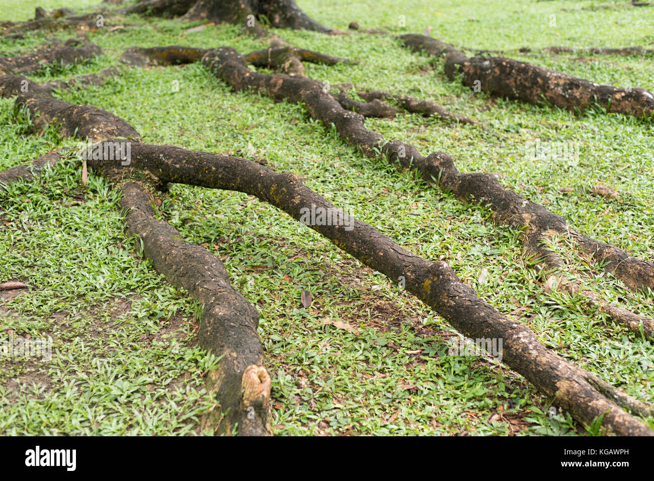 big tree roots Stock Photo Alamy
