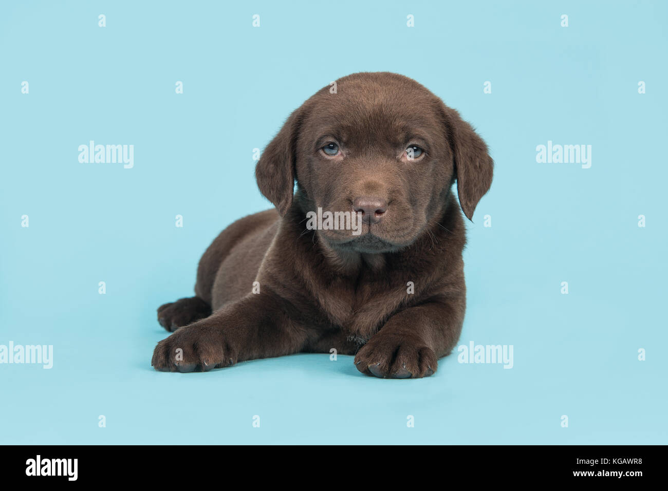 Cute brown labrador retriever puppy lying on the floor with head up facing the camera on a soft blue background Stock Photo