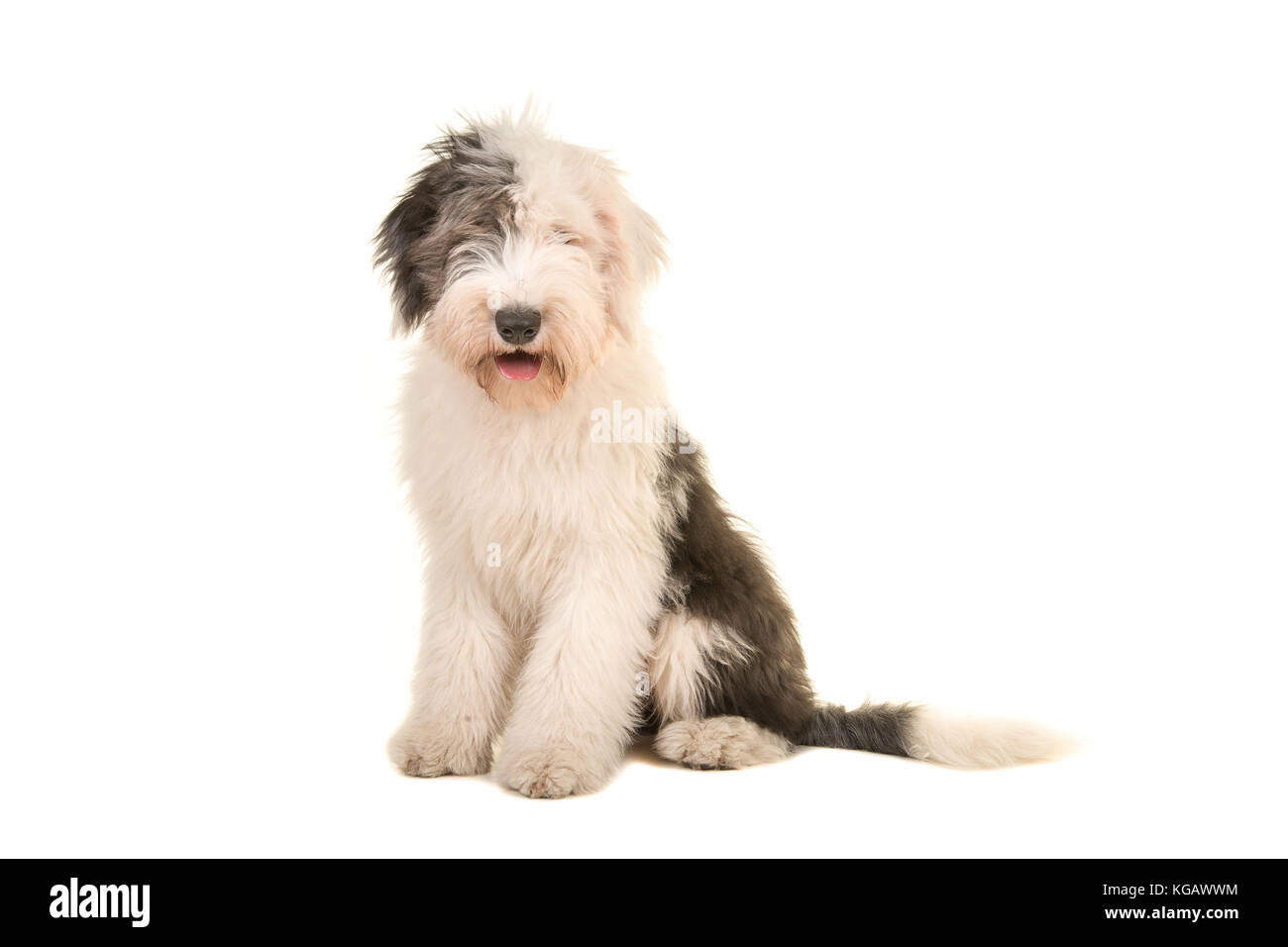 Old English Sheepdog, 1 Year old, sitting in front of white background  Stock Photo by ©lifeonwhite 10886126