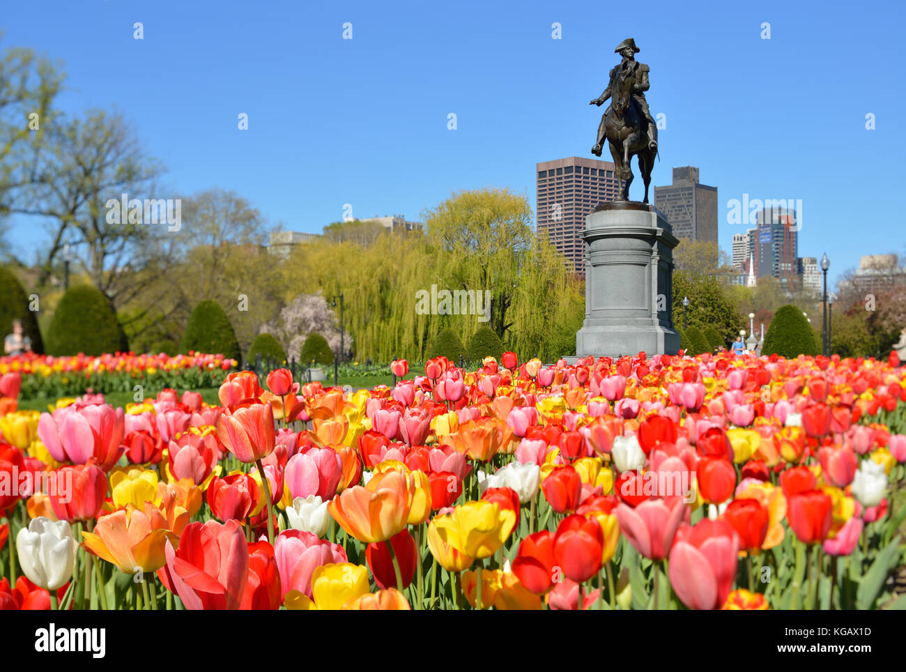 Boston Public Garden in the spring. Low angle view of George Washington statue framed by colorful tulips. Willows and city skyline in the background. Stock Photo