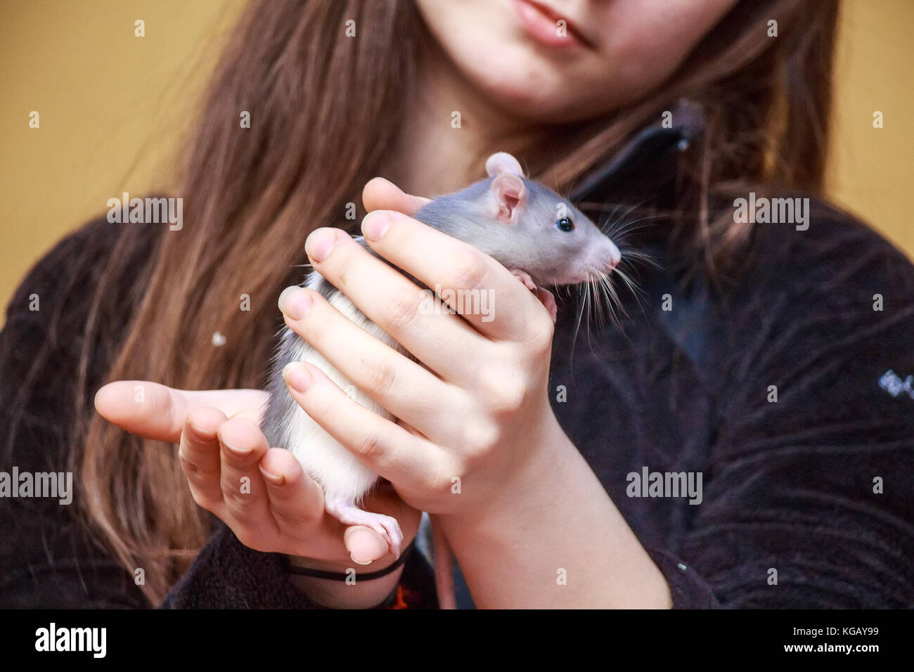 Close Up Pretty Long Haired Woman Holding Grey Rat Stock Photo