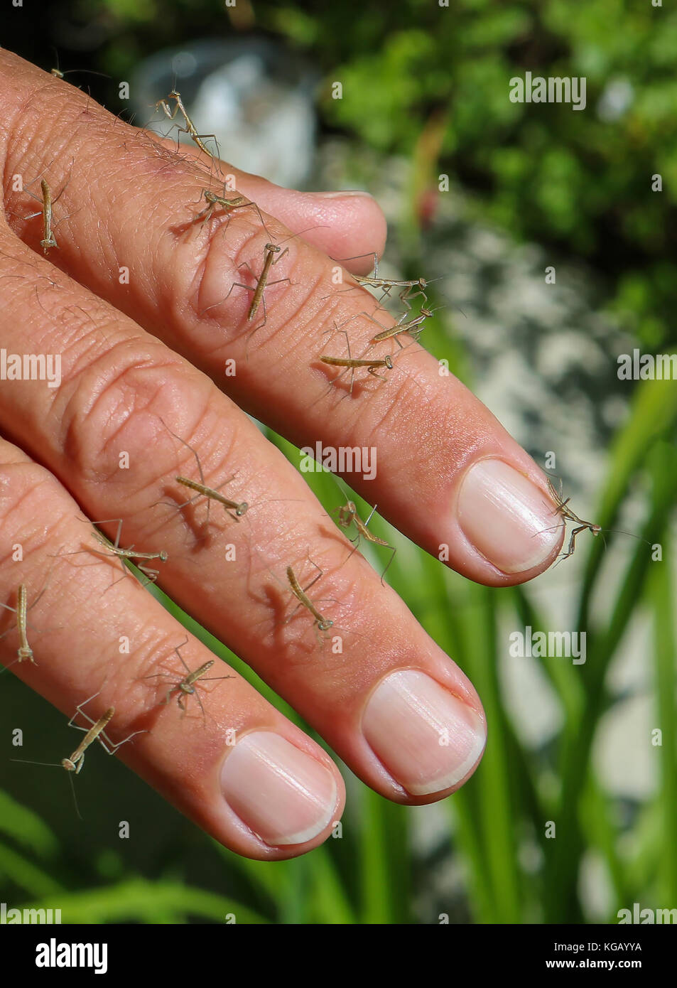 Fingers Covered in Newly Hatched Baby Praying Mantis Insects Stock Photo
