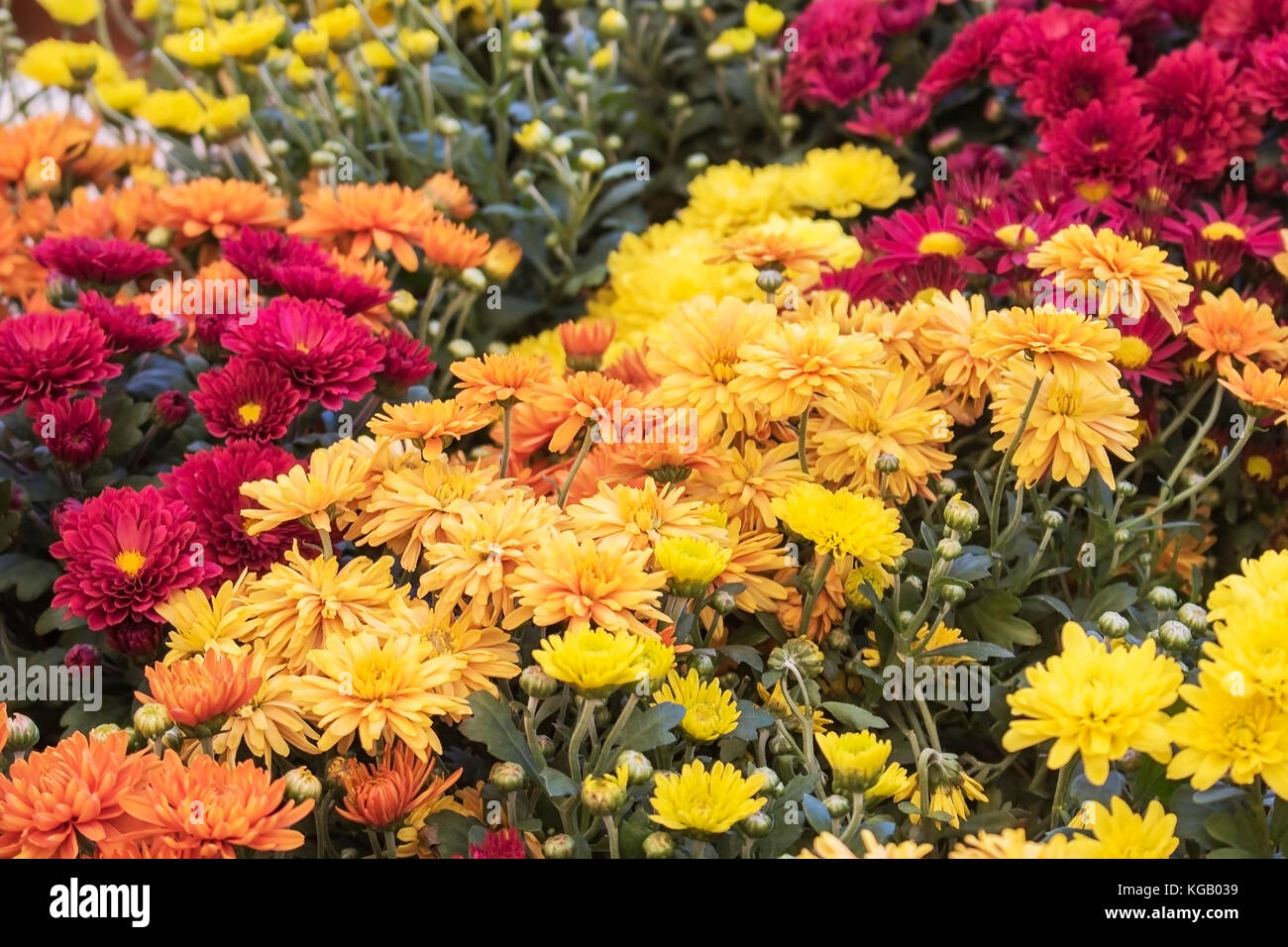 Batch of Brightly Colored Marigold Flowers in Fall Colors Stock Photo