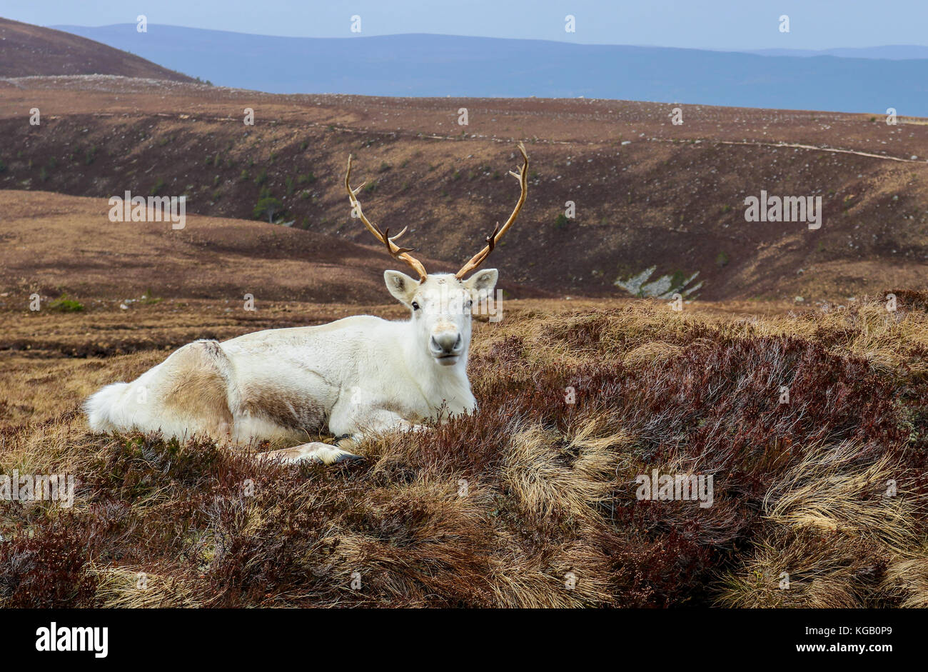 White reindeer hi-res stock photography and images - Alamy