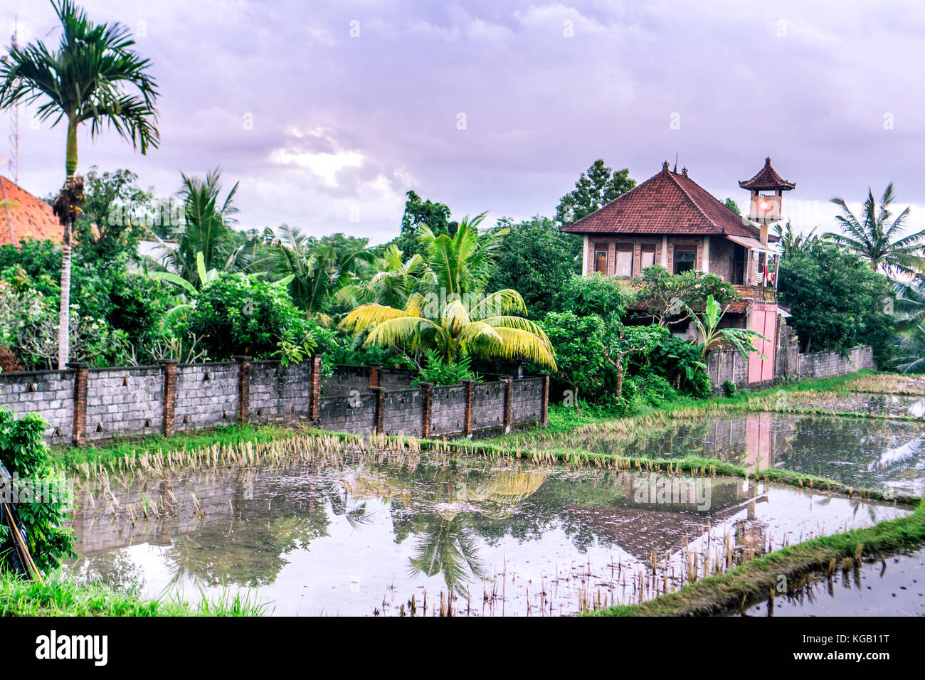 Over Rice Field Sunset over rice fields Stock Photo - Alamy
