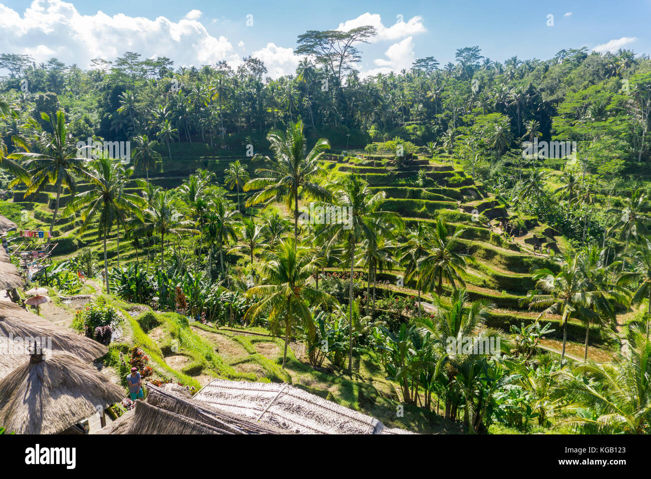 Tanggalang Rice Tegalalang Rice Terraces Stock Photo - Alamy