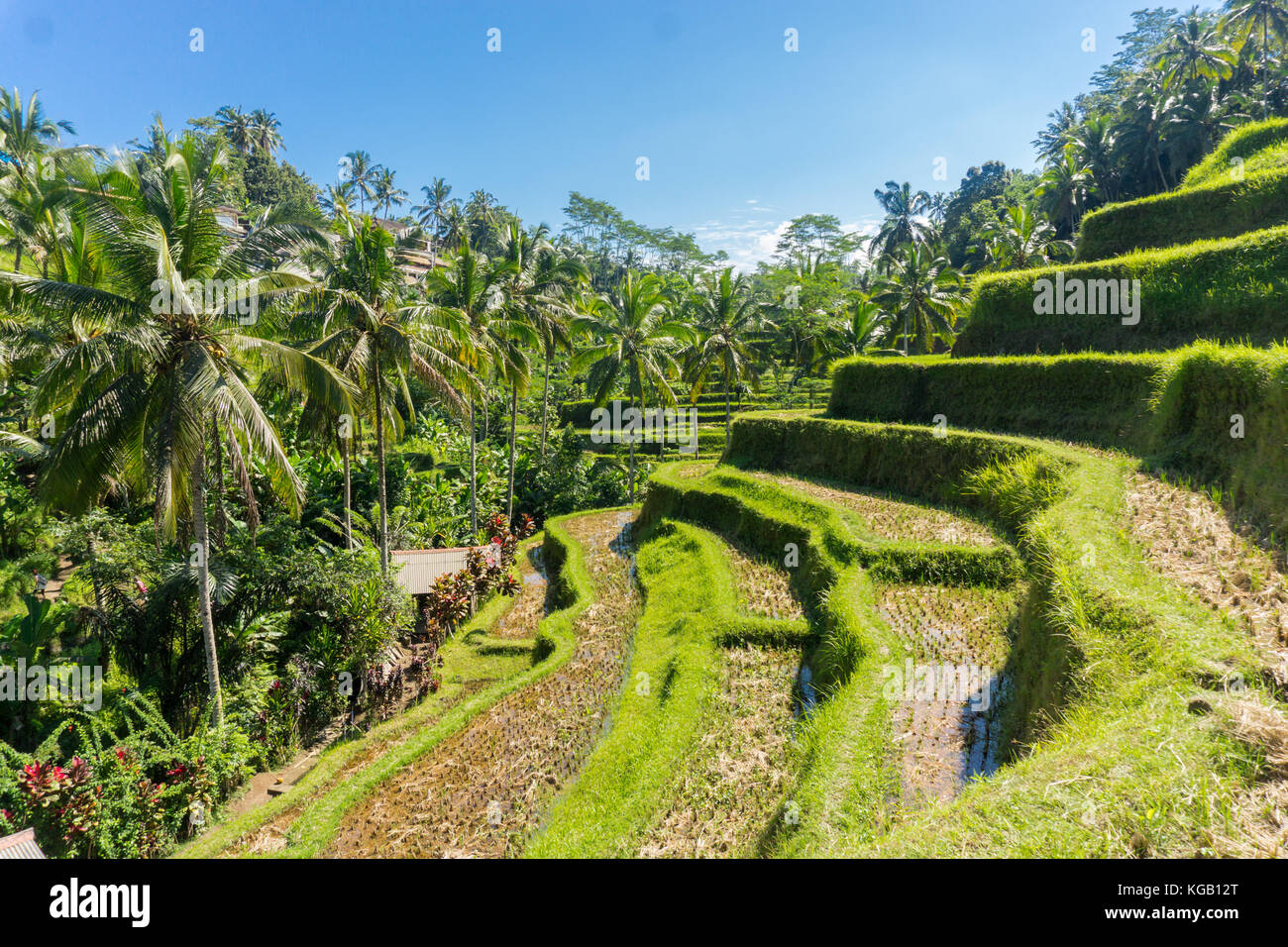 Tanggalang Rice Tegalalang Rice Terraces Stock Photo - Alamy