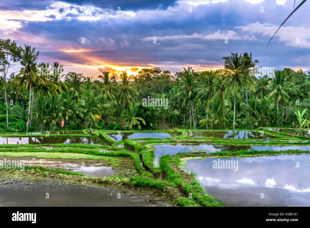 Over Rice Field Sunset over rice fields Stock Photo - Alamy