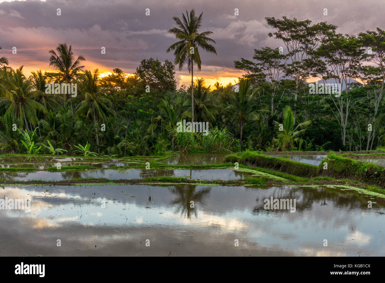 Really Rice Sunset Sunset over rice fields Stock Photo - Alamy