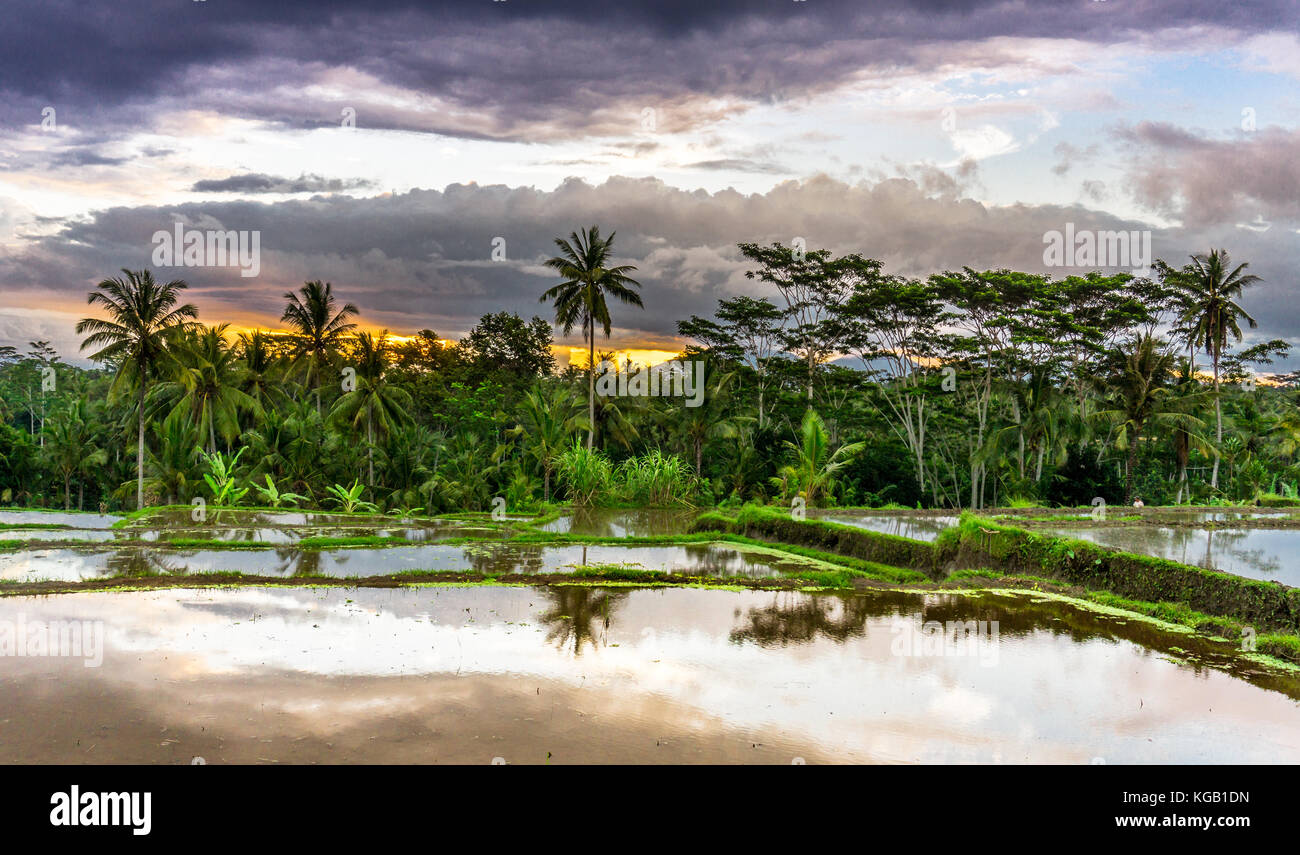 Over Rice Field Sunset over rice fields Stock Photo - Alamy
