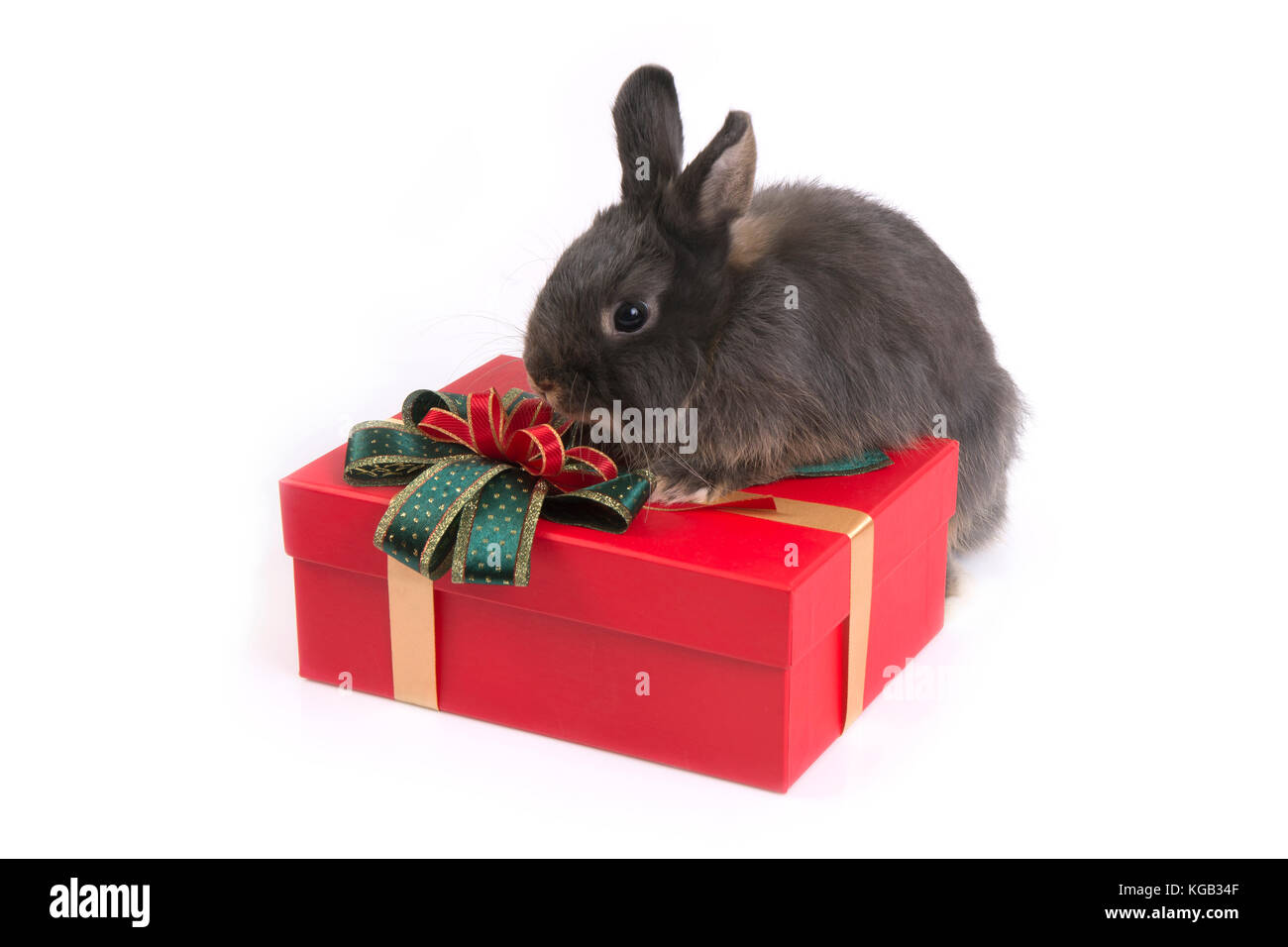 Cute gray netherland dwarf rabbit on red gift box on white background. Stock Photo